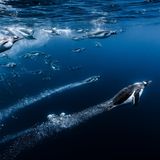 Meeresfotografie: Eselspinguine tauchen ins Wasser ein