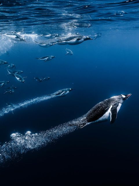 Meeresfotografie: Eselspinguine tauchen ins Wasser ein