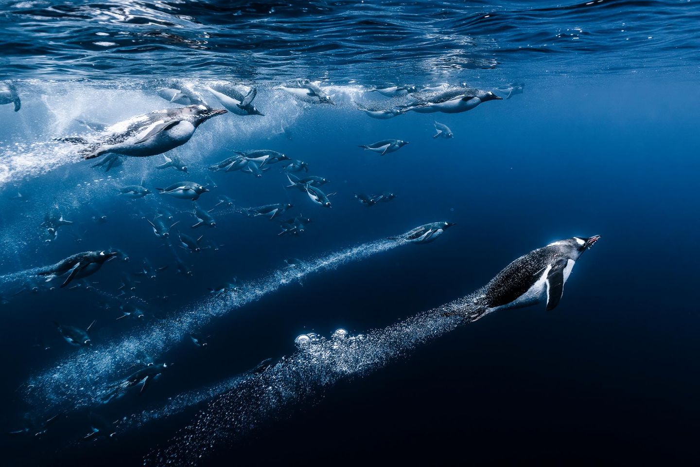 Meeresfotografie: Eselspinguine tauchen ins Wasser ein