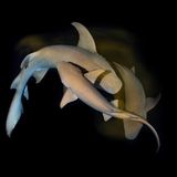 Meeresfotografie: Ein Tanzritual unter Haien