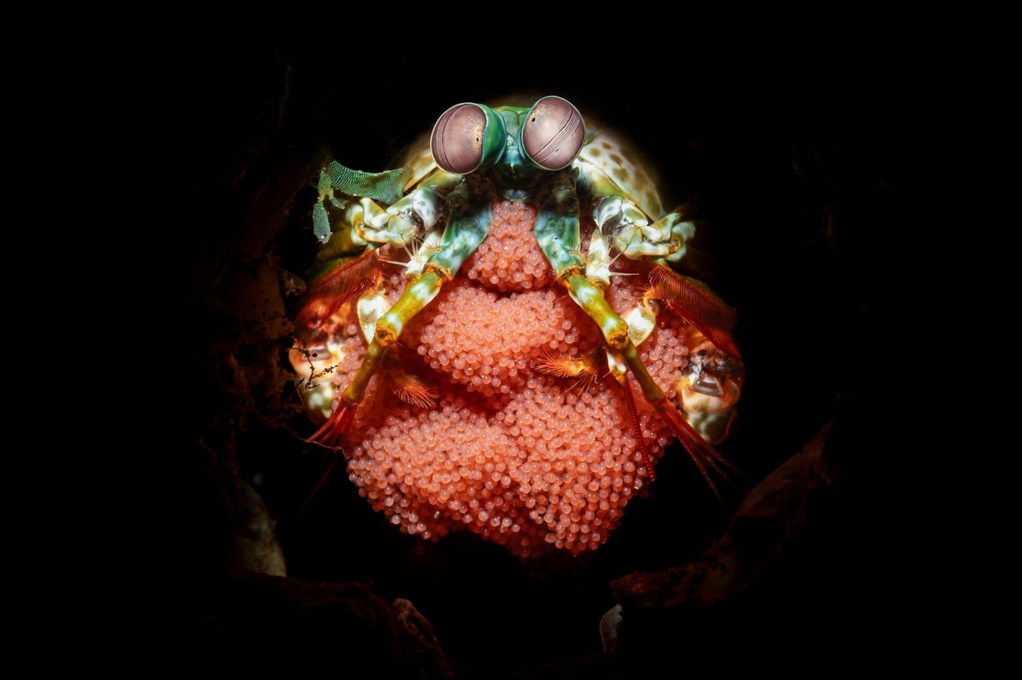 Meeresfotografie: Fischeier