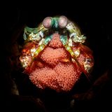 Meeresfotografie: Fischeier