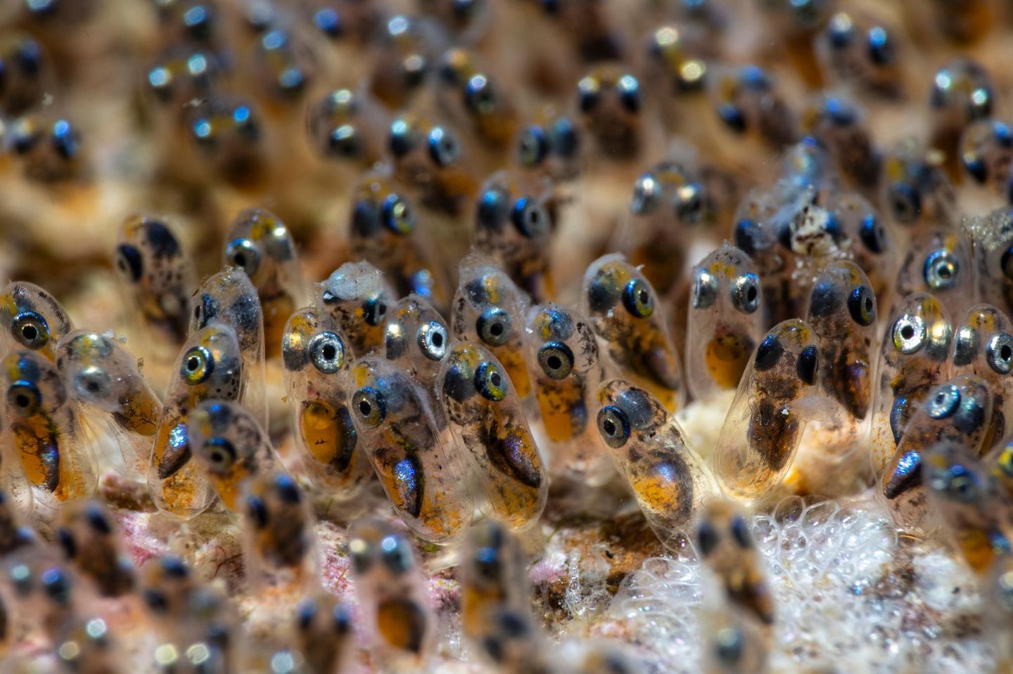 Meeresfotografie: Eine Menge Anemonenfisch-Embryos
