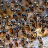 Meeresfotografie: Eine Menge Anemonenfisch-Embryos