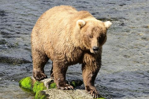 Braunbärin "Grazer" gilt als Favoritin der "Fat Bear"-Wahl