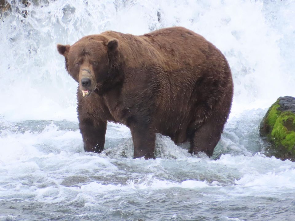 Braunbär "Chunk"