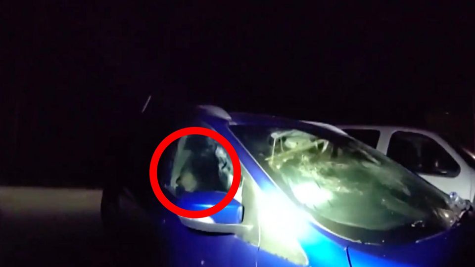 Bär im Auto hupt um Hilfe – Besitzer befreit ihn schließlich per Fernsteuerung Ein Bär in einem Auto.
