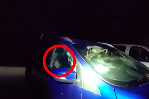 Ein Bär in einem Auto.
