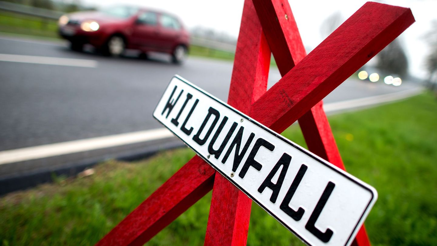 Wildunfall-Hirsch-durchbricht-Frontscheibe-und-landet-in-Fahrerkabine