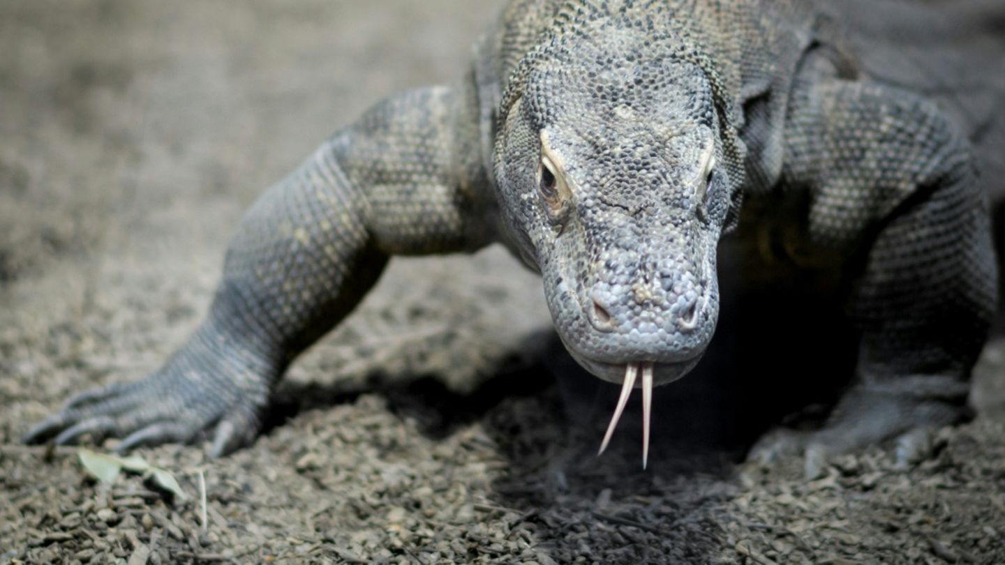 Komodowaran in einem Zoo
