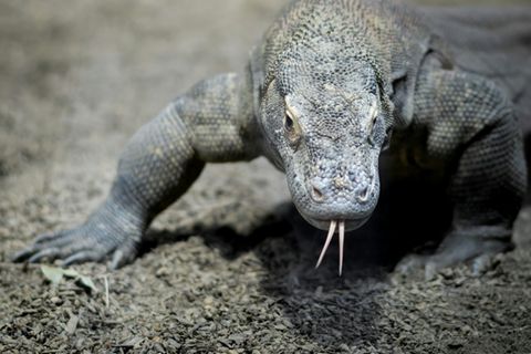 Komodowaran in einem Zoo