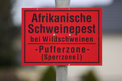 Afrikanische Schweinepest in Sachsen: Sperrzonen schrumpfen nach Seuchenbilanz. (Archivbild) Foto: Robert Michael/dpa