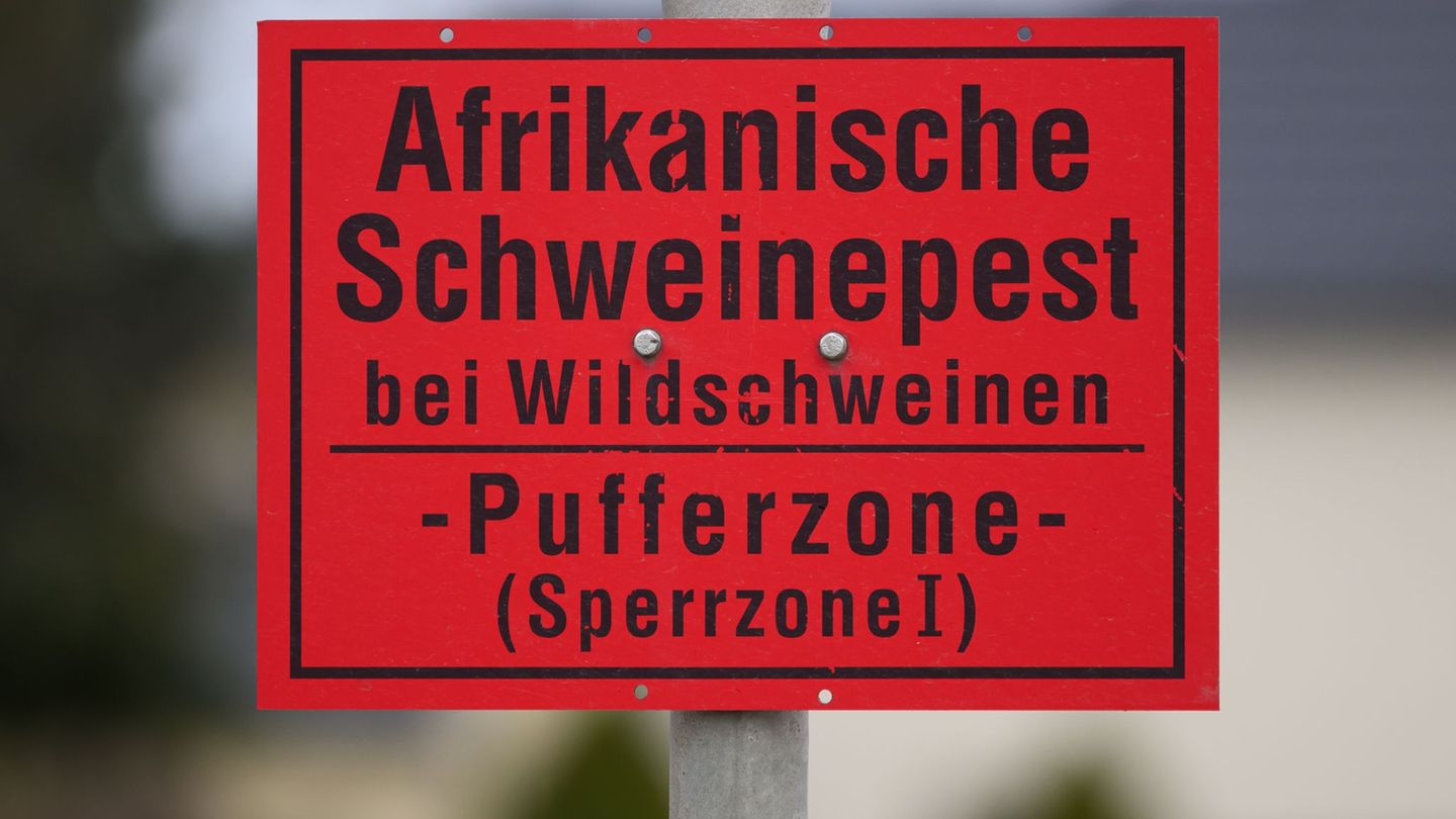 Afrikanische Schweinepest in Sachsen: Sperrzonen schrumpfen nach Seuchenbilanz. (Archivbild) Foto: Robert Michael/dpa