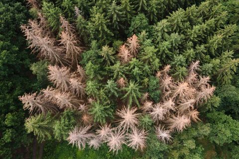 Vor allem im Harz, im Bergischen Land und in Thüringen ist der Waldrückgang besonders groß. (Archivbild) Foto: Sebastian Kahnert
