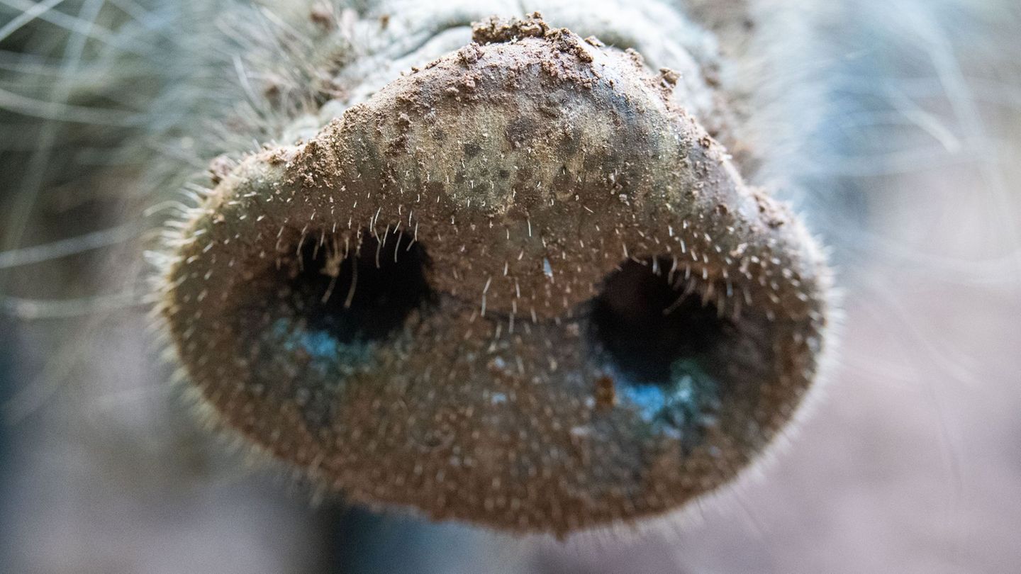 Afrikanische Schweinepest: Brandenburg hat die meisten Fälle. Foto: Lino Mirgeler/dpa