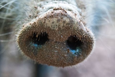 Afrikanische Schweinepest: Brandenburg hat die meisten Fälle. Foto: Lino Mirgeler/dpa