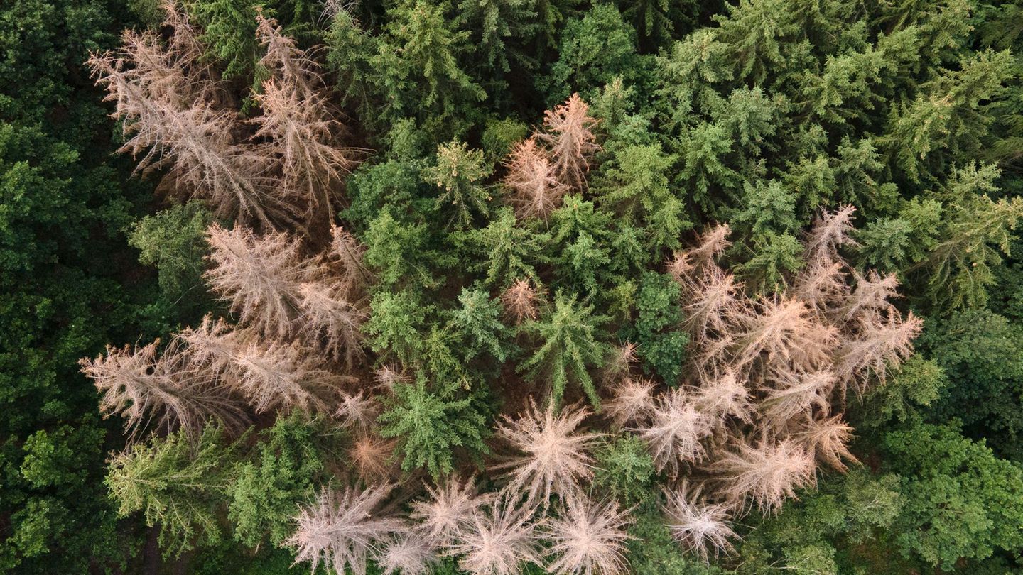 Vor allem im Harz, im Bergischen Land und in Thüringen ist der Waldrückgang besonders groß. (Archivbild) Foto: Sebastian Kahnert