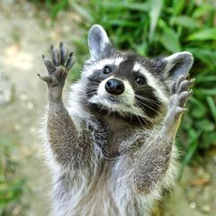 Waschbär streckt Finger aus