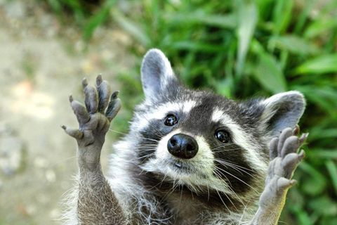 Waschbär streckt Finger aus