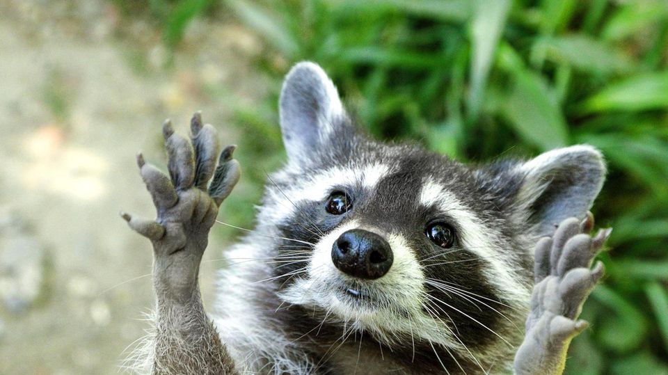 Waschbär streckt Finger aus