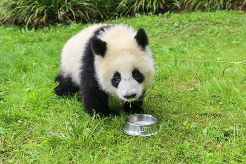 Der Napf ist schnell ausgeschleckt. Foto: -/Zoo Berlin/dpa