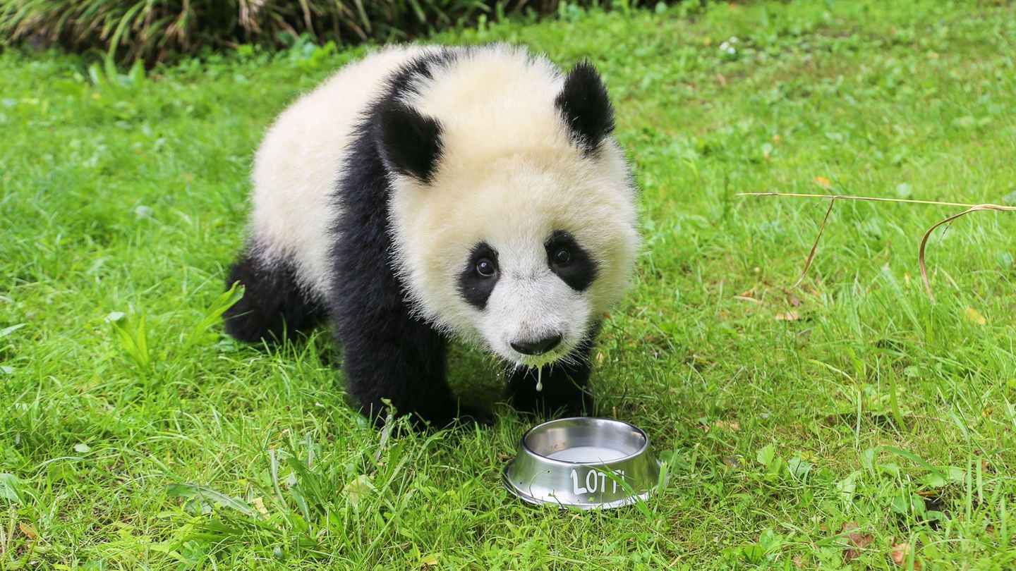 Der Napf ist schnell ausgeschleckt. Foto: -/Zoo Berlin/dpa