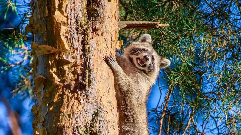 Waschbär klettert auf Baum