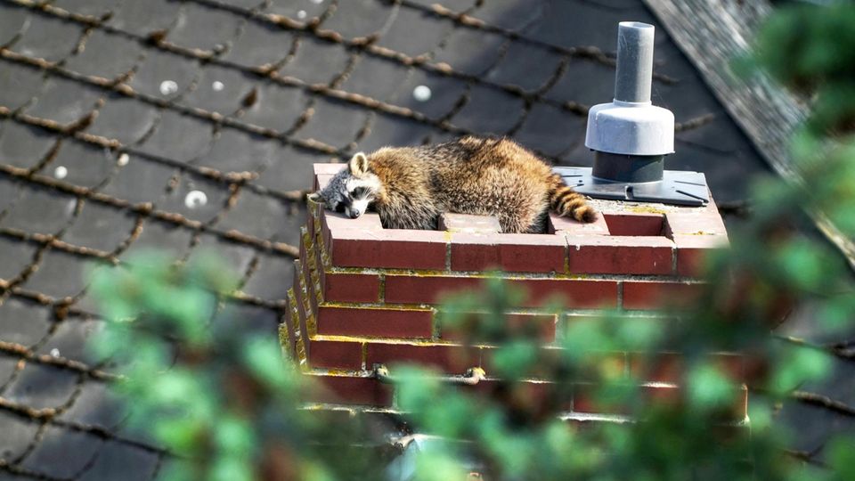 Waschbär auf Schornstein