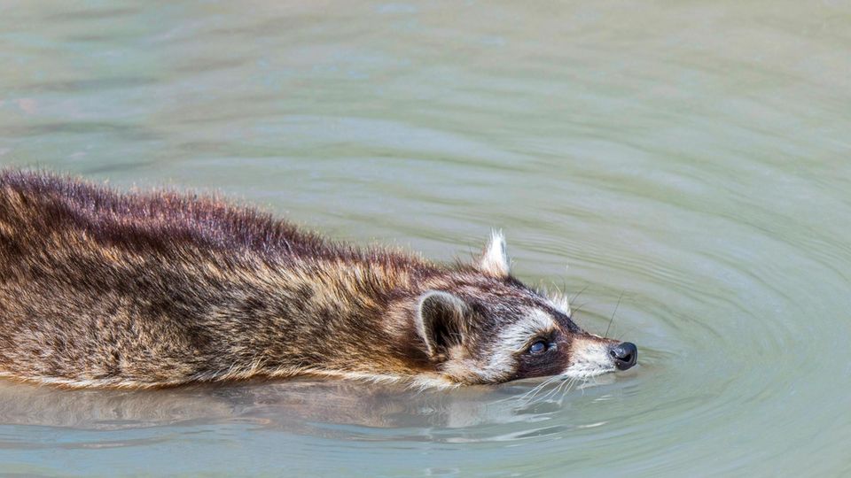 Waschbär schwimmt