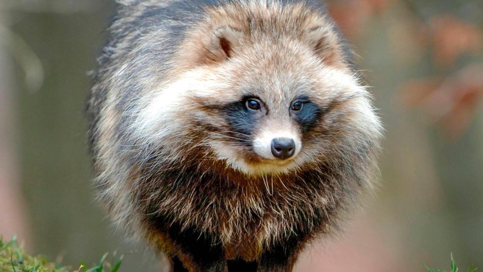 Den Waschbären ähnlich: Maderhund