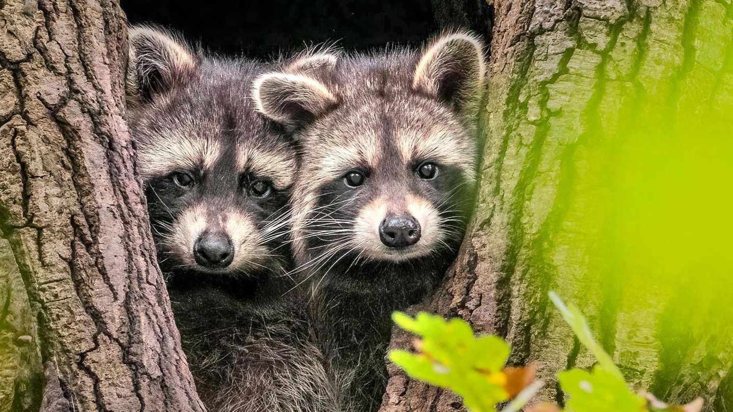 Waschbären kuscheln in einer Baumhöhle