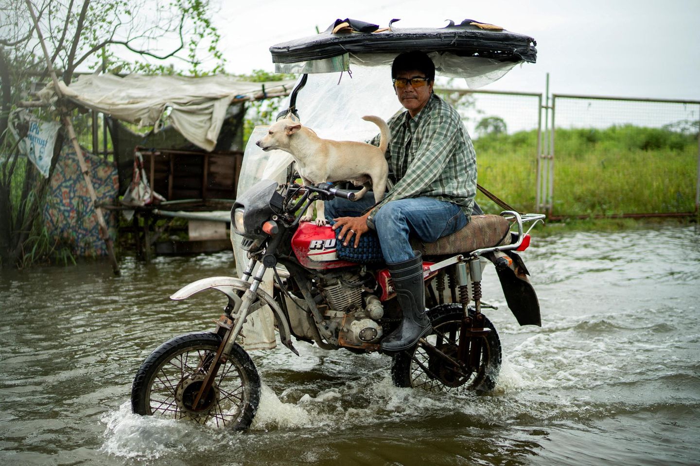 Apalit, Philippinen. Nach dem Super-Taifun Ragasa sind mancherorts viele Straßen überschwemmt. Da kann man schon mal nasse Füße – Pardon – Pfoten bekommen. Es sei denn man hat ein motorisiertes Herrchen, das Mitfahrgelegenheit bietet