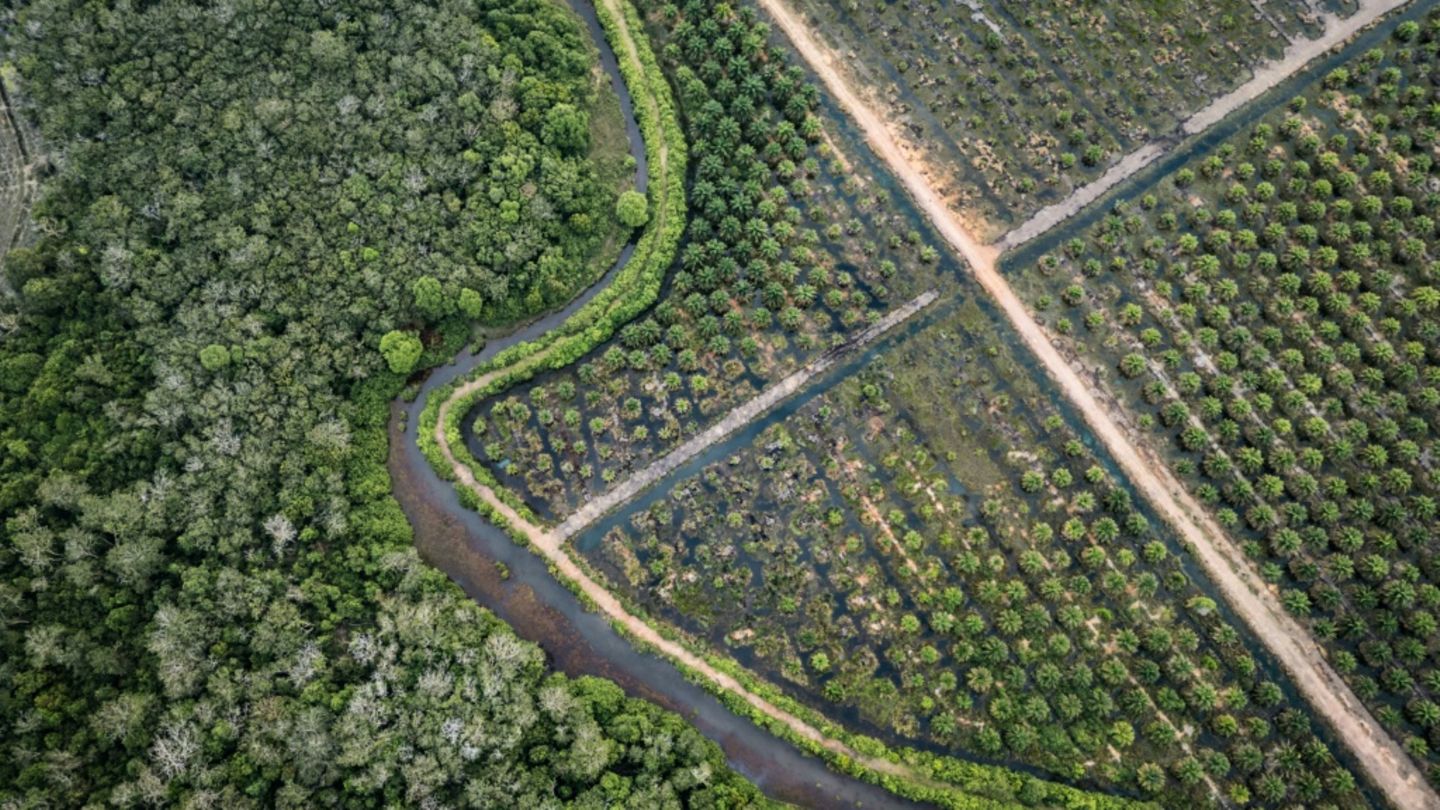 Palmölplantage neben Torfwald im Südosten Sumatras