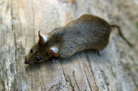 Eine Frau findet in ihrer Küche eine Ratte - und wird von mutmaßlichen Betrügern über den Tisch gezogen. (Symbolbild) Foto: Arno