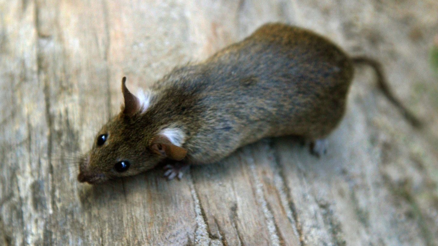 Eine Frau findet in ihrer Küche eine Ratte - und wird von mutmaßlichen Betrügern über den Tisch gezogen. (Symbolbild) Foto: Arno