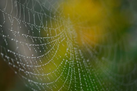 Wassertropfen auf einem Spinnennetz in Berlin