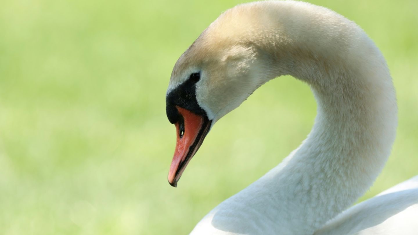 Schwan