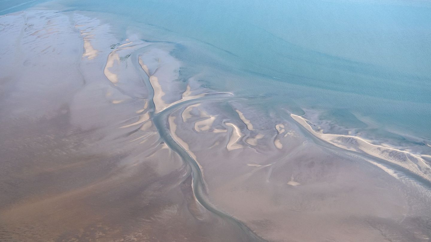 Hai-Experten haben in der Nordsee zwischen der ostfriesischen Insel Borkum und den westfriesischen Inseln in den Niederlanden ei