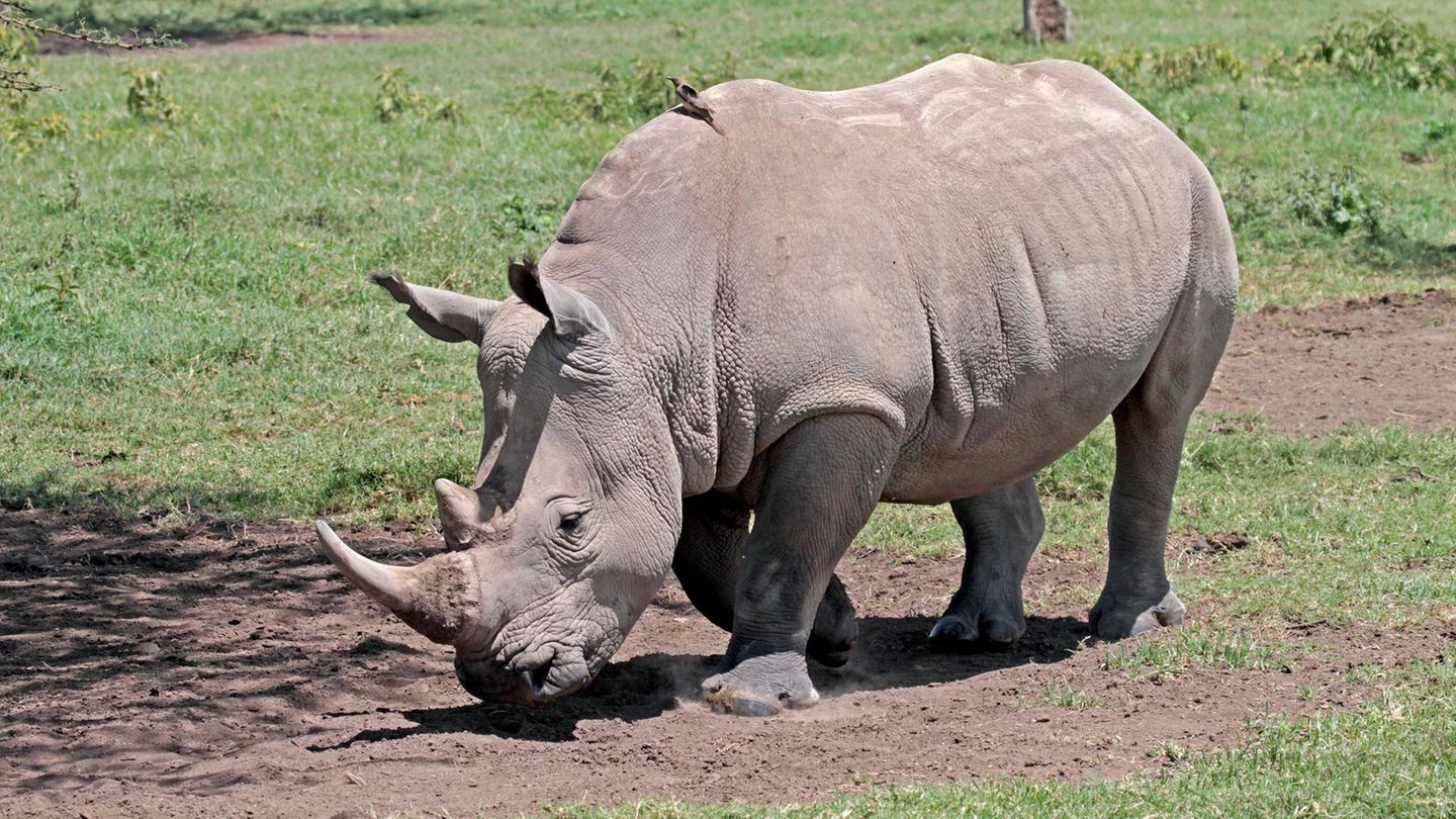 Artensterben: Nördliches Breitmaulnashorn Artensterben: Nördliches Breitmaulnashorn