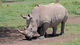 Artensterben: Nördliches Breitmaulnashorn
