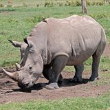 Artensterben: Nördliches Breitmaulnashorn