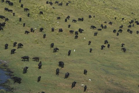 Eine Büffelgerde in Botswana (Archivbild)