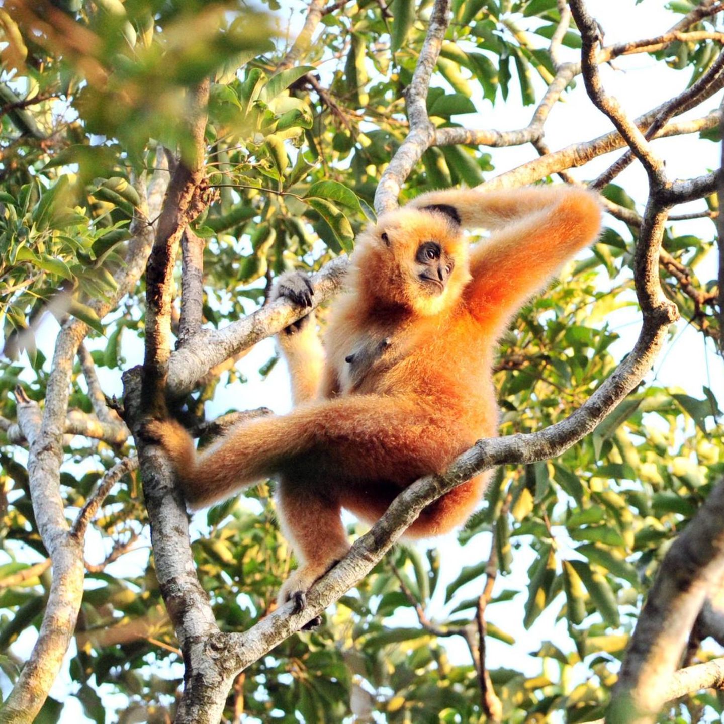 Artensterben: Hainan Gibbon