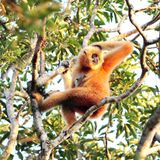 Artensterben: Hainan Gibbon