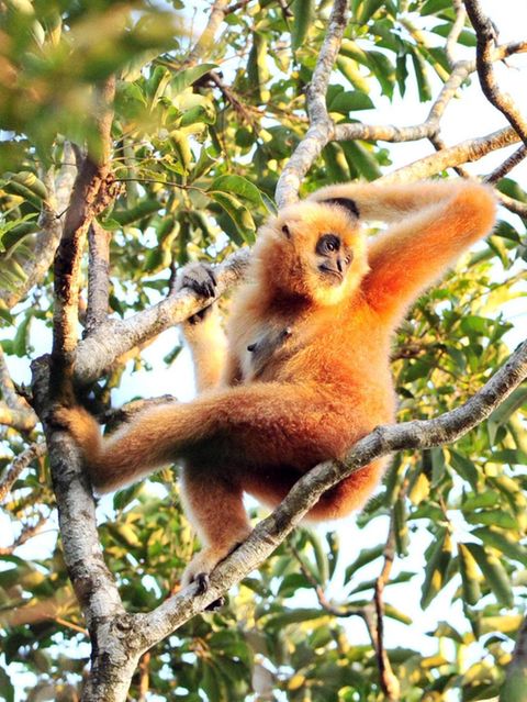 Artensterben: Hainan Gibbon