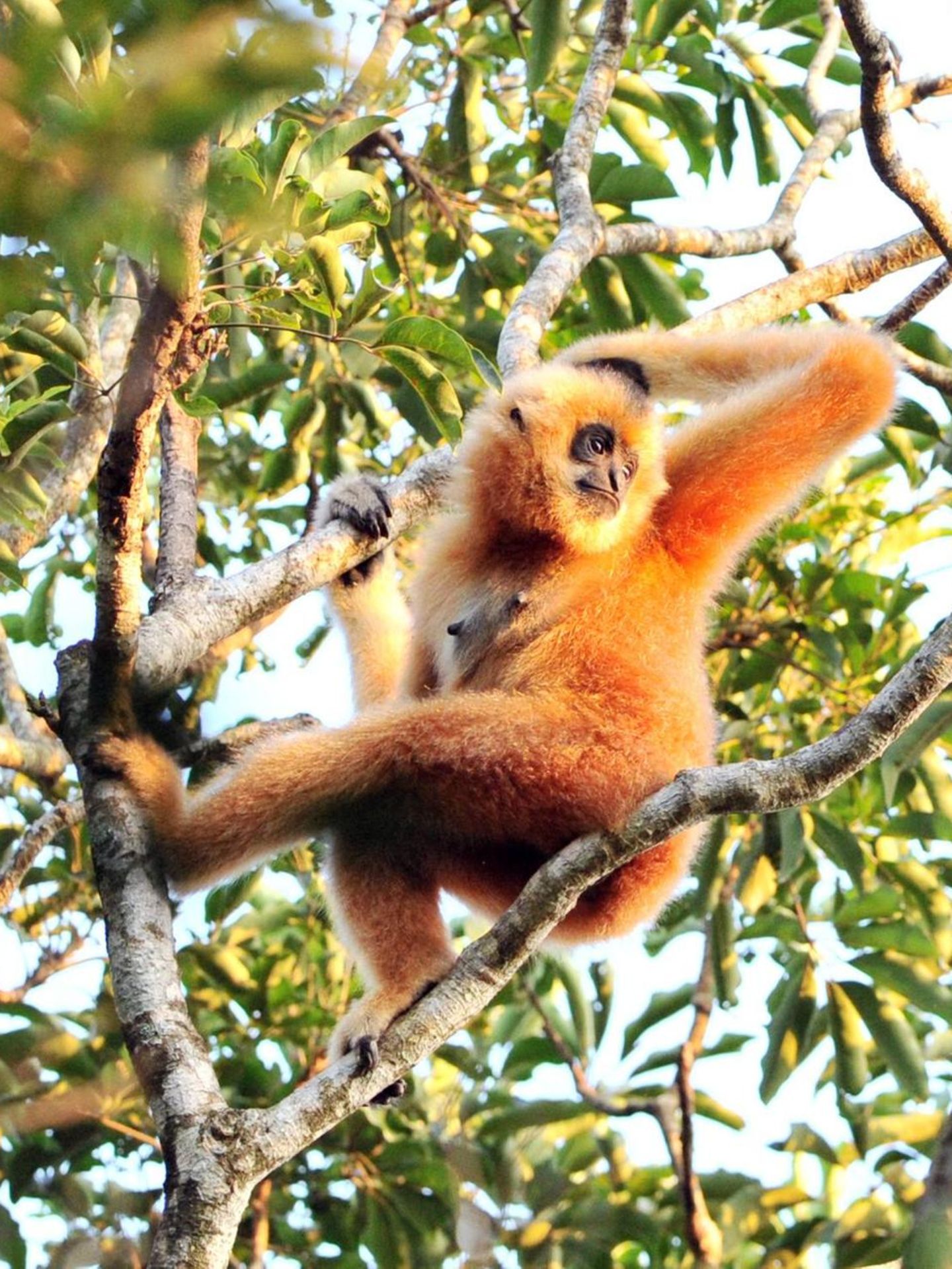 Artensterben: Hainan Gibbon