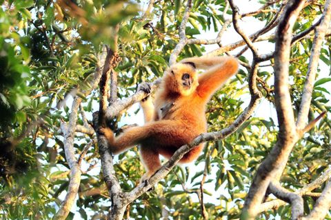 Artensterben: Hainan Gibbon