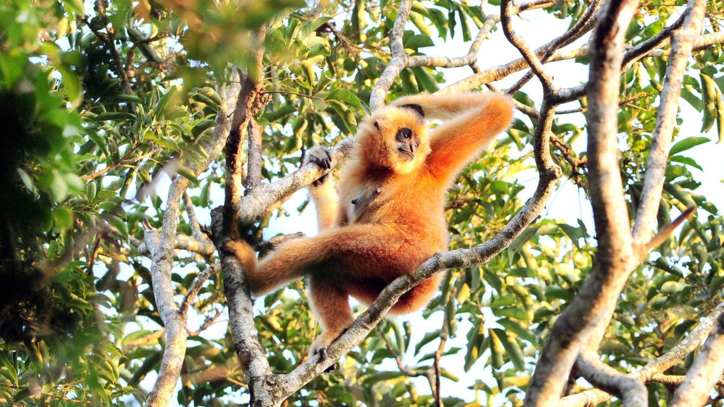 Artensterben: Hainan Gibbon