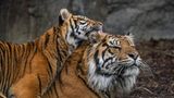 Artensterben: Sumatra-Tiger