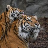 Artensterben: Sumatra-Tiger